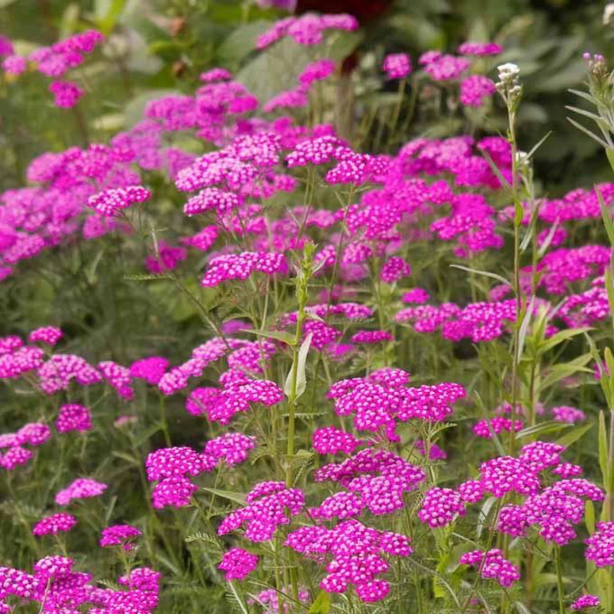 Achillea millefolium ‘Cerise Queen’