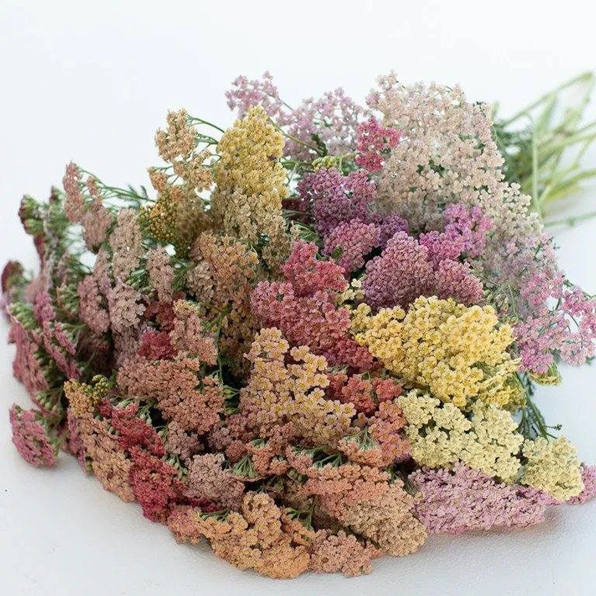 Achillea millefolium ‘Summer Pastels’