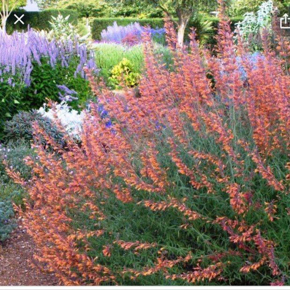 Agastache ‘Apache Sunset’ (Agastache rupestris)