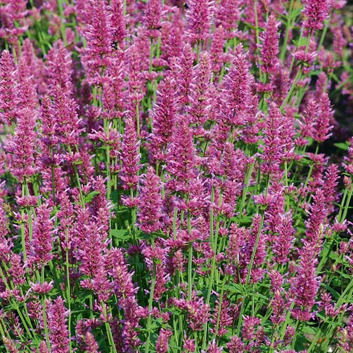 Агастахе ‘Arcado Pink’ (Agastache hybrida)