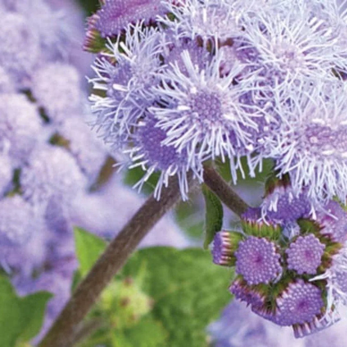 Агератум ‘Blue Planet F1’ (Ageratum houstonianum)