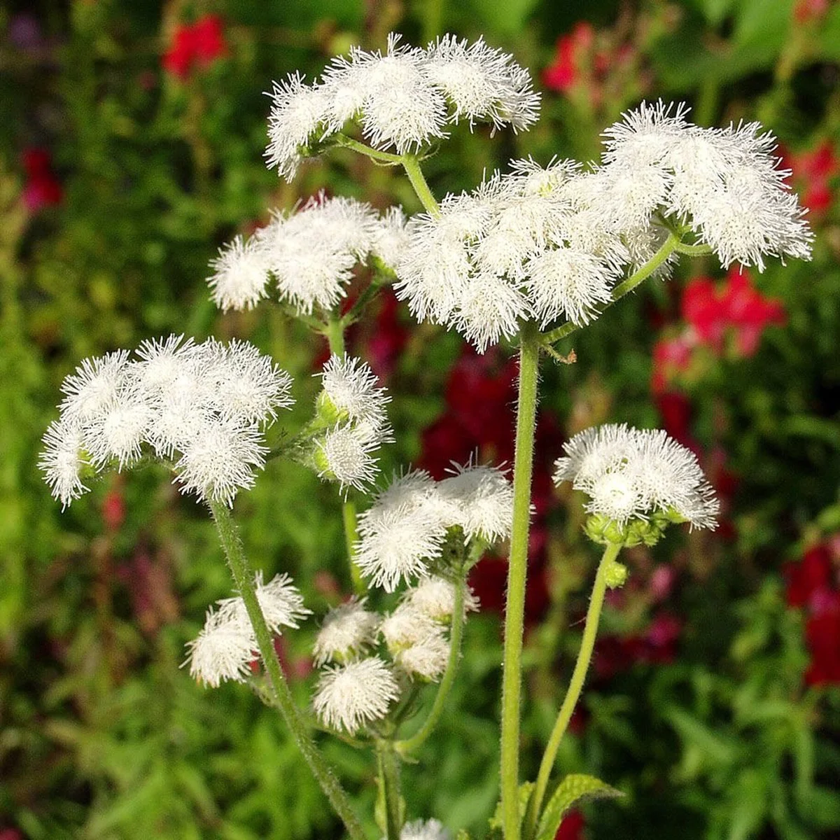 Агератум ‘Dondo White F1’ (Ageratum houstonianum)