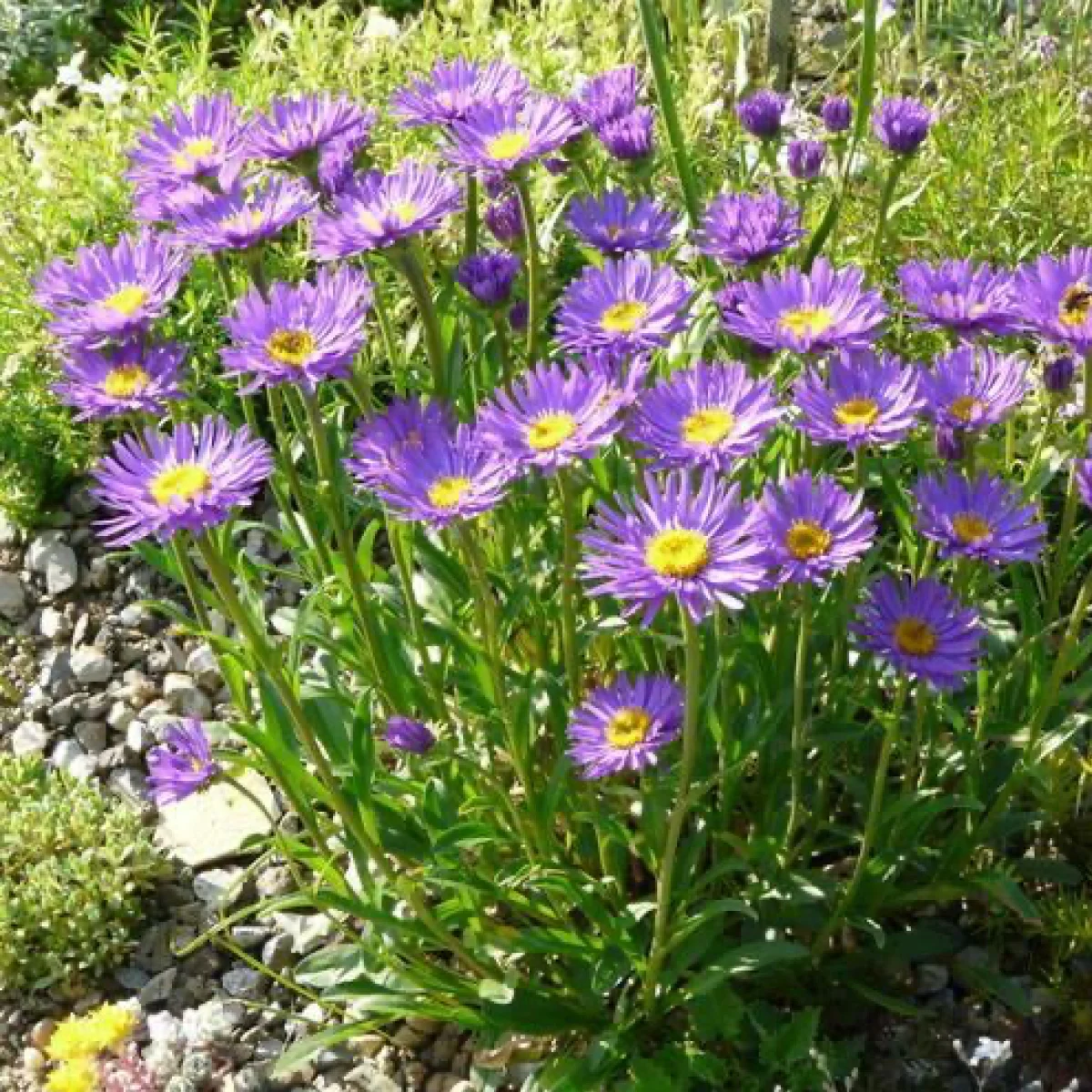 Айстра альпійська ‘Dunkle Schöne’ (Aster alpinus)