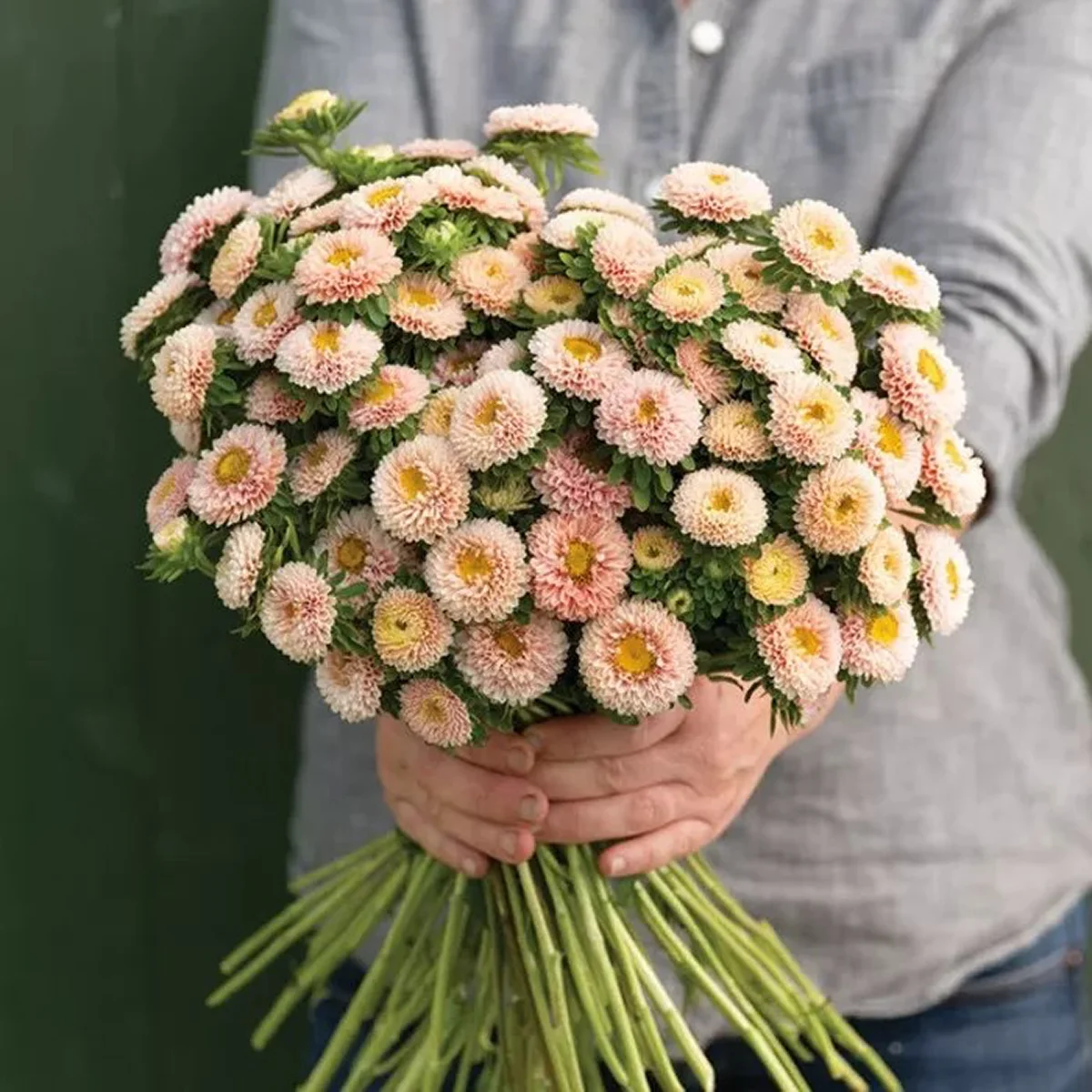 Айстра букетна ‘Matsumoto Apricot’ (Callistephus chinensis)