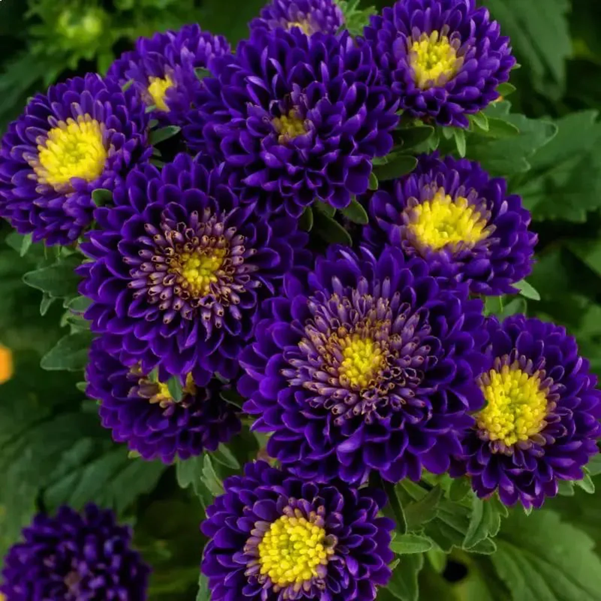 Айстра букетна ‘Matsumoto Blue’ (Callistephus chinensis)