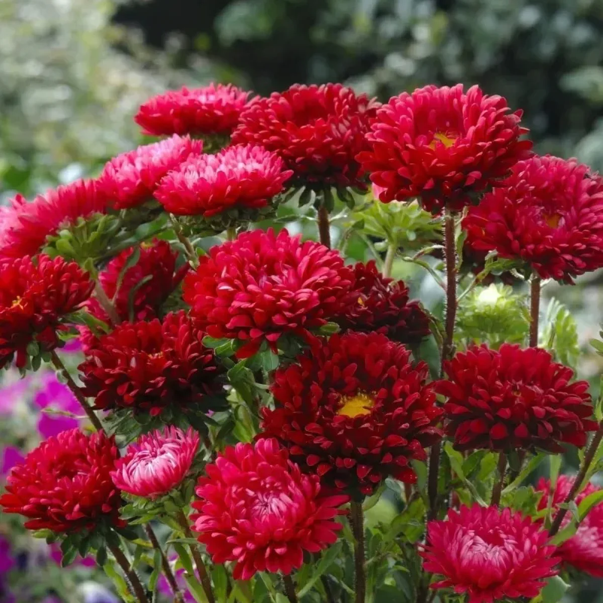 Айстра букетна ‘Matsumoto Red’ (Callistephus chinensis)