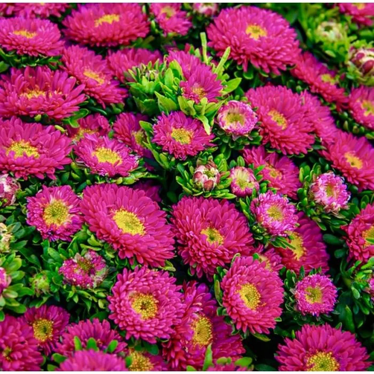 Айстра букетна ‘Matsumoto Rose’ (Callistephus chinensis)