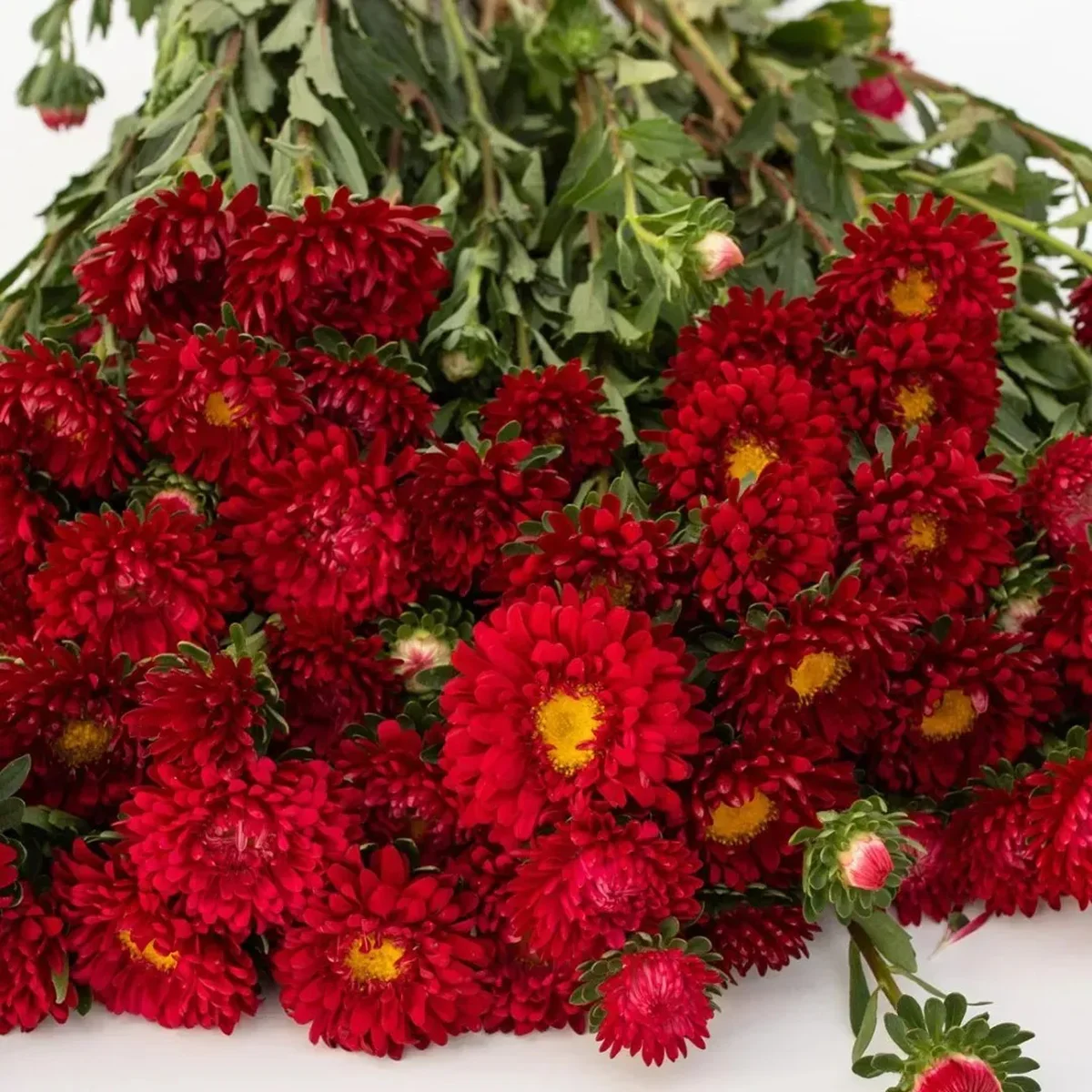 Айстра букетна ‘Matsumoto Scarlet’ (Callistephus chinensis)