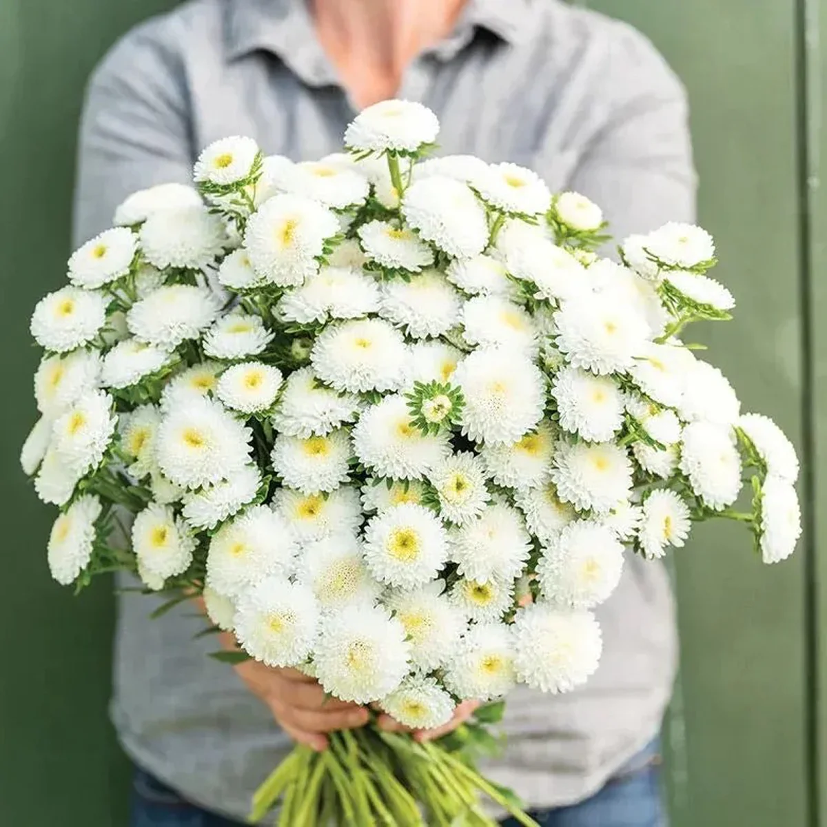 Айстра букетна ‘Matsumoto White’ (Callistephus chinensis)