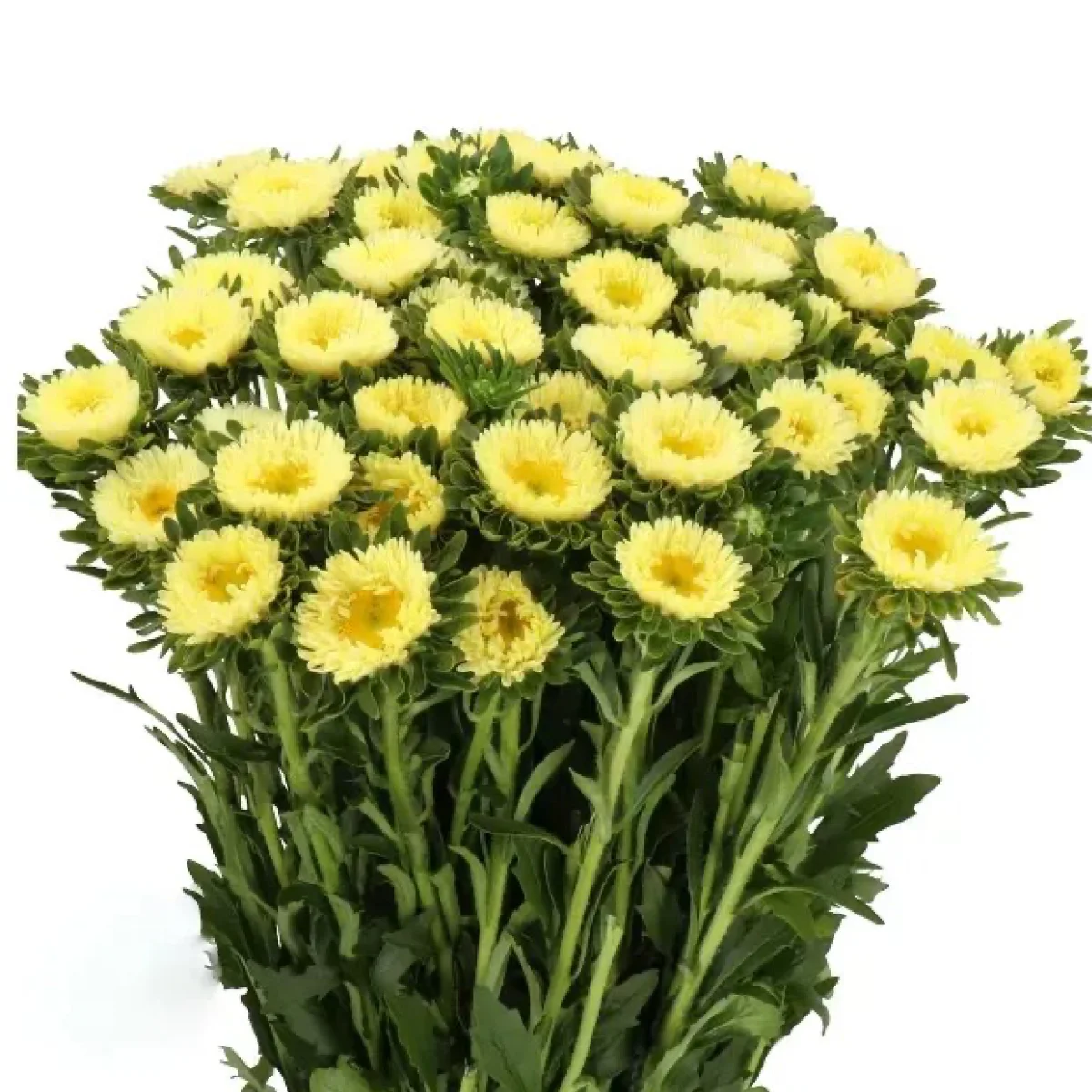 Айстра букетна ‘Matsumoto Yellow’ (Callistephus chinensis)