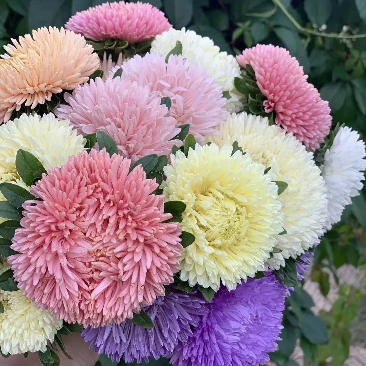 Айстра Хризантелла МІКС (Callistephus chinensis)