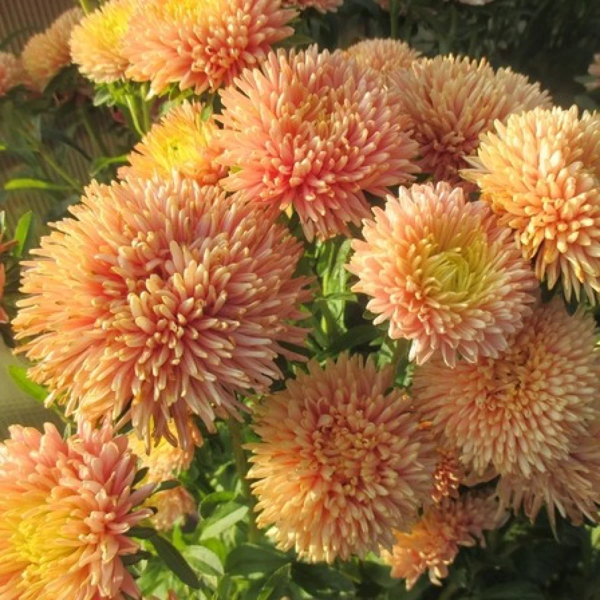 Айстра Хризантелла ‘Autumn Forest’ (Callistephus chinensis)