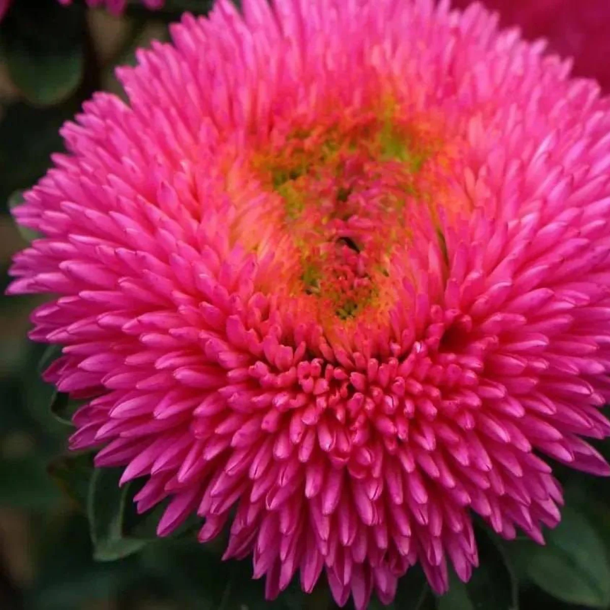 Айстра Хризантелла ‘Dragon Heart’ (Callistephus chinensis)