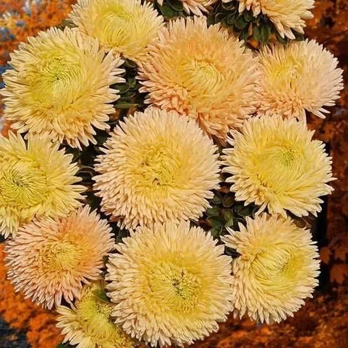 Айстра Хризантелла ‘Golden Autumn’ (Callistephus chinensis)