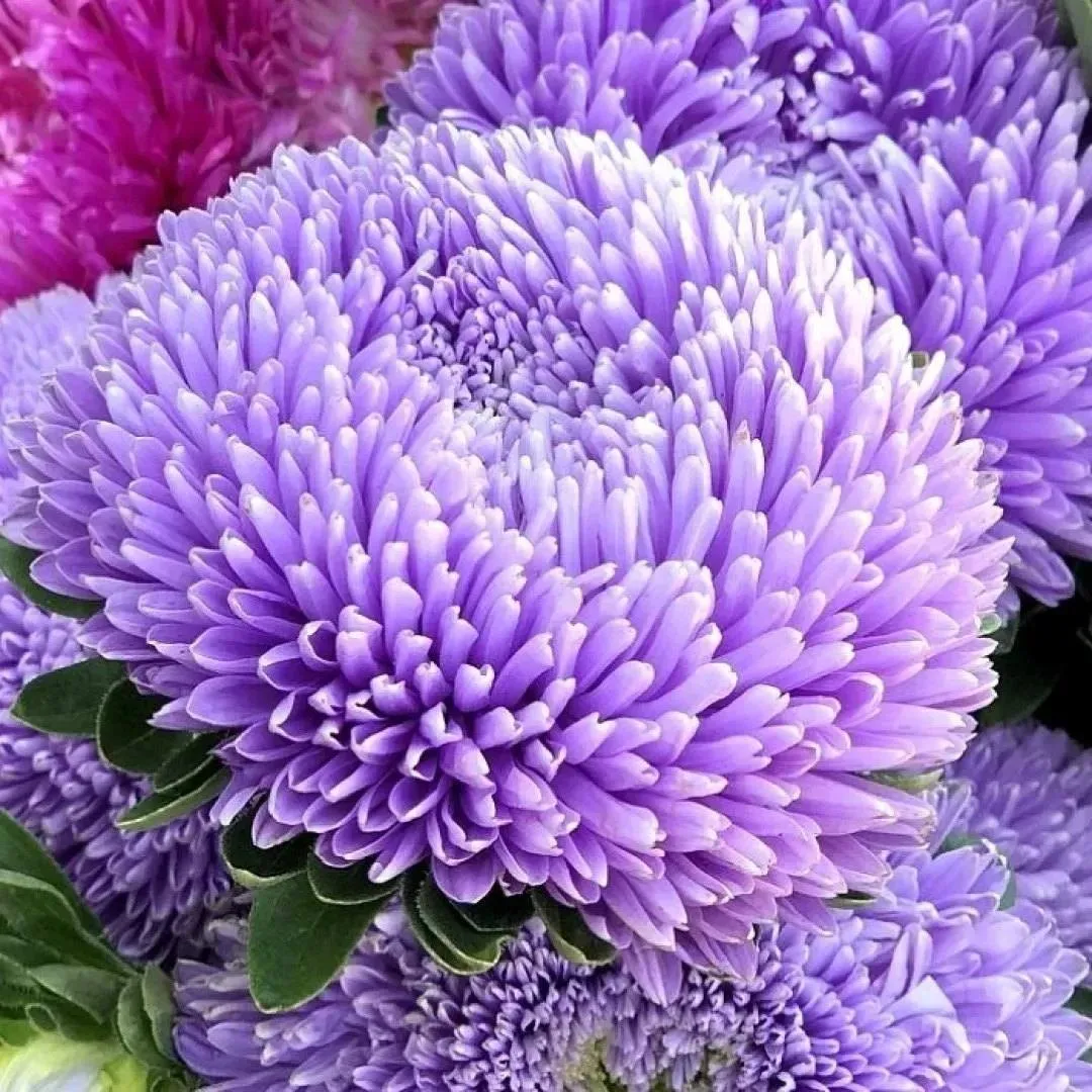 Айстра Хризантелла ‘Lilac Mist’ (Callistephus chinensis)