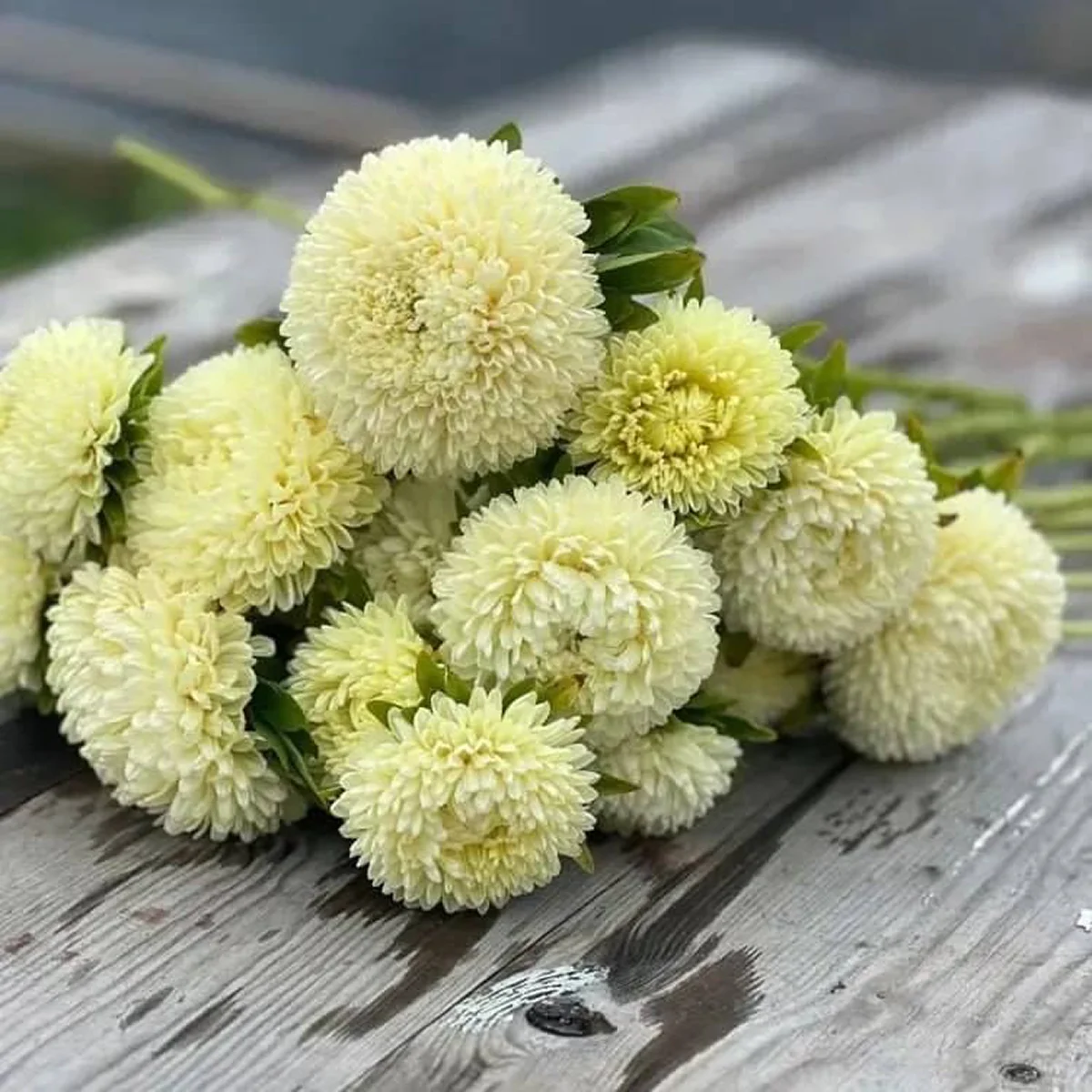 Айстра Хризантелла ‘Limoncello’ (Callistephus chinensis)