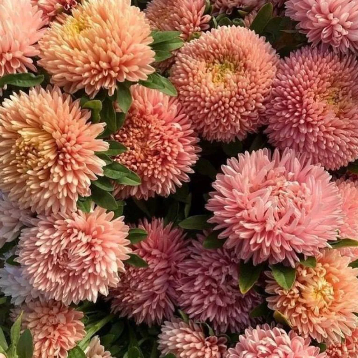 Айстра Хризантелла ‘Living Coral’ (Callistephus chinensis)