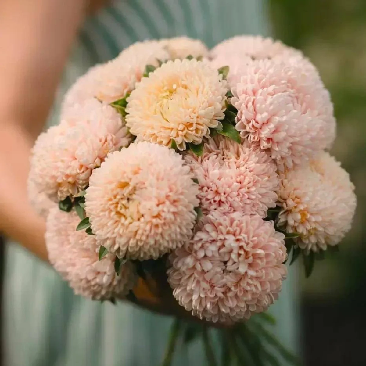 Айстра Хризантелла ‘Lotos Flower’ (Callistephus chinensis)