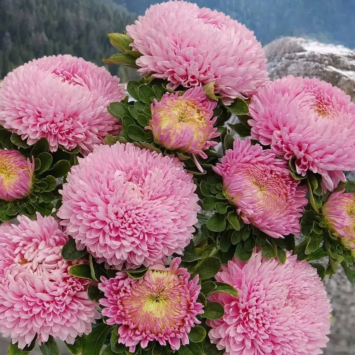 Айстра Хризантелла ‘Love me Tender’ (Callistephus chinensis)