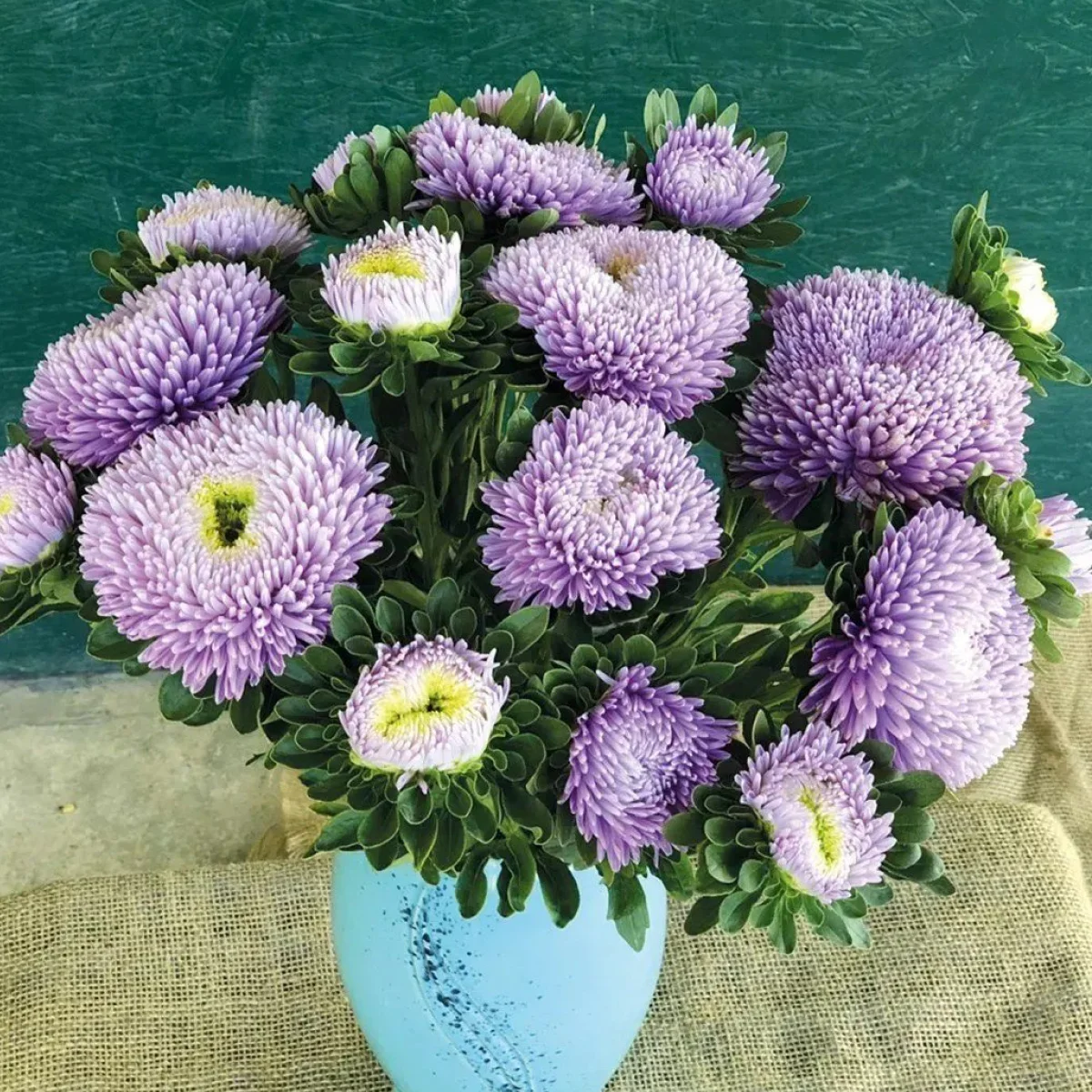 Айстра Хризантелла ‘Moonstone’ (Callistephus chinensis)