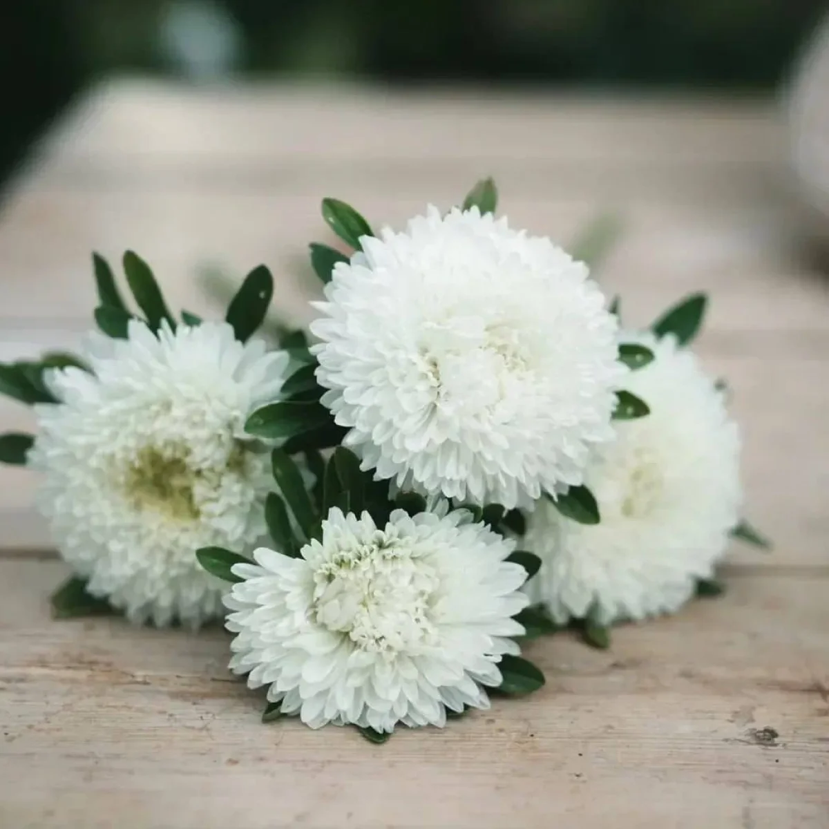 Айстра Хризантелла ‘Phantom of the Opera’ (Callistephus chinensis)