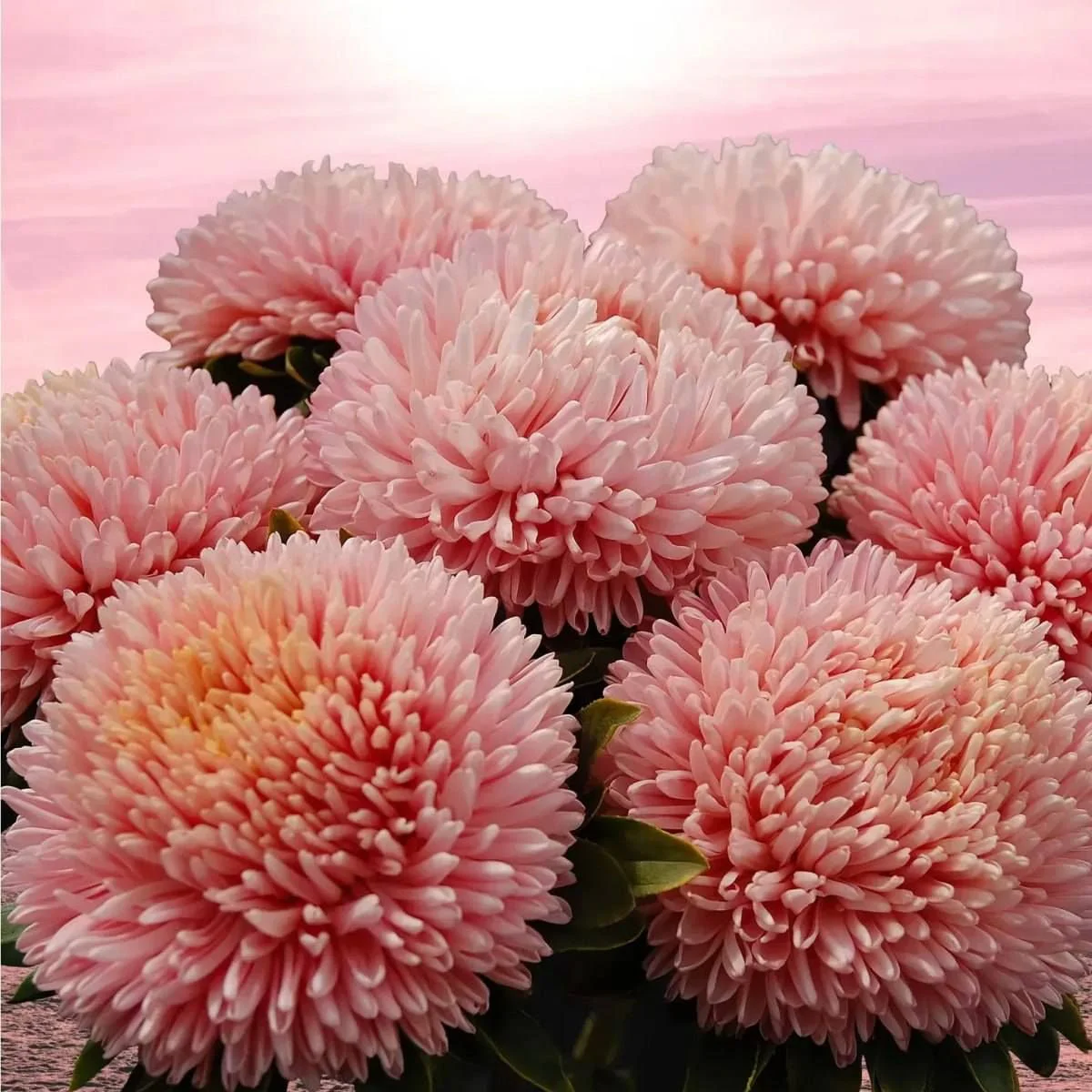 Айстра Хризантелла ‘Pink Mother-of-Pear’ (Callistephus chinensis)