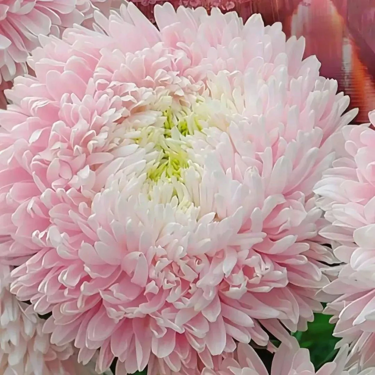 Айстра Хризантелла ‘Sakura’ (Callistephus chinensis)