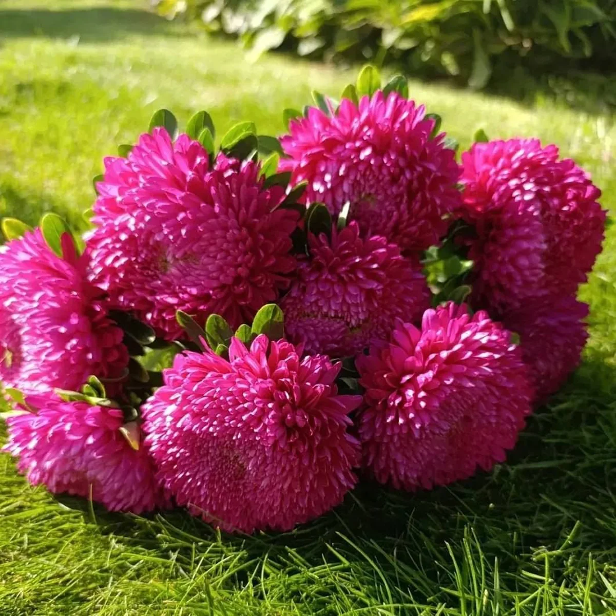 Айстра Хризантелла ‘Tropicana’ (Callistephus chinensis)