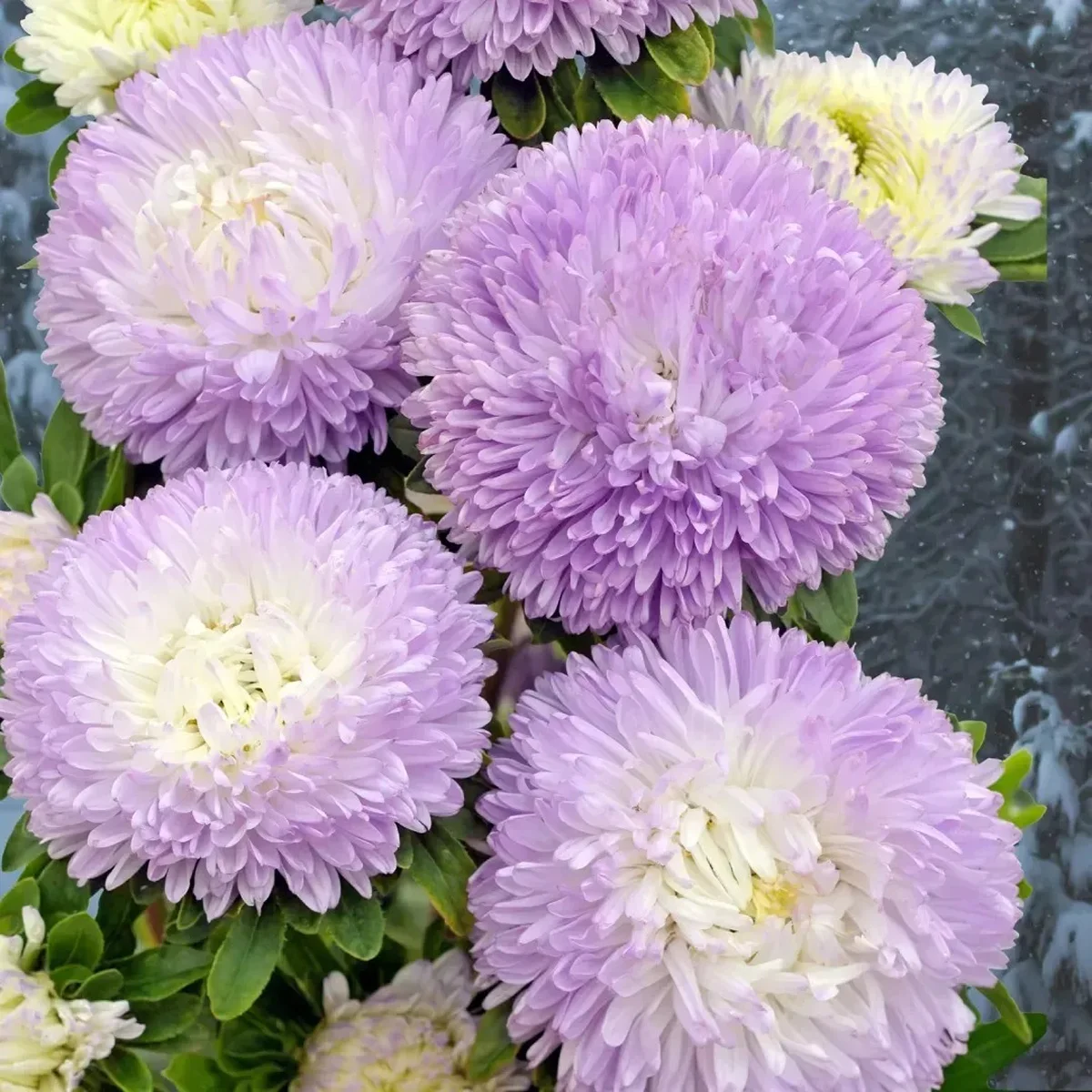 Айстра Хризантелла ‘Winter Look’ (Callistephus chinensis)