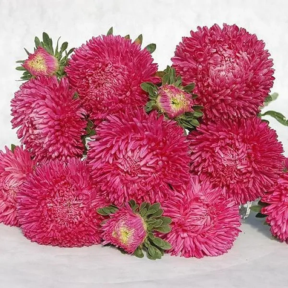 Айстра ‘Balloon Bright Carmine’ (Callistephus chinensis)