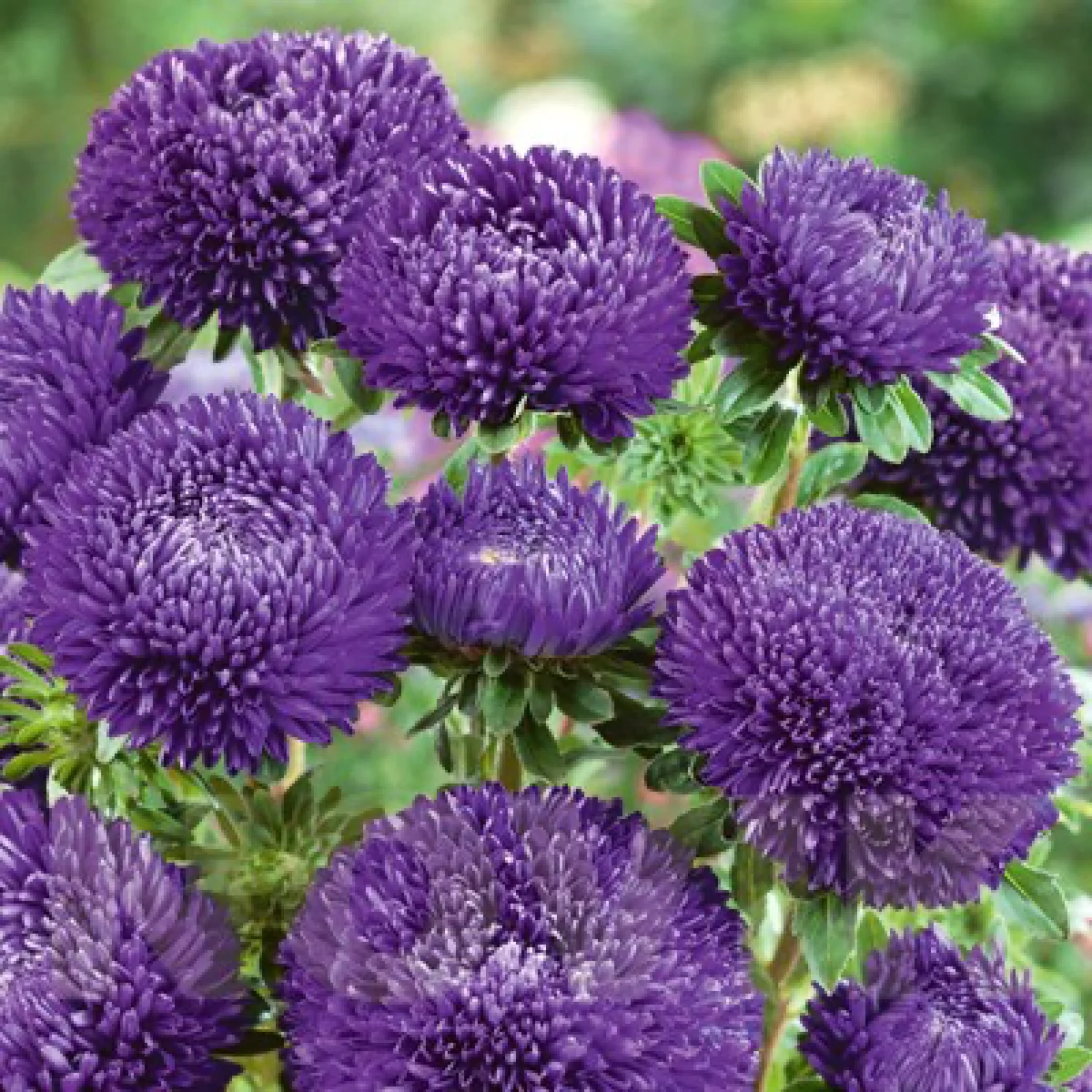 Айстра ‘Balloon Dark Blue’ (Callistephus chinensis)