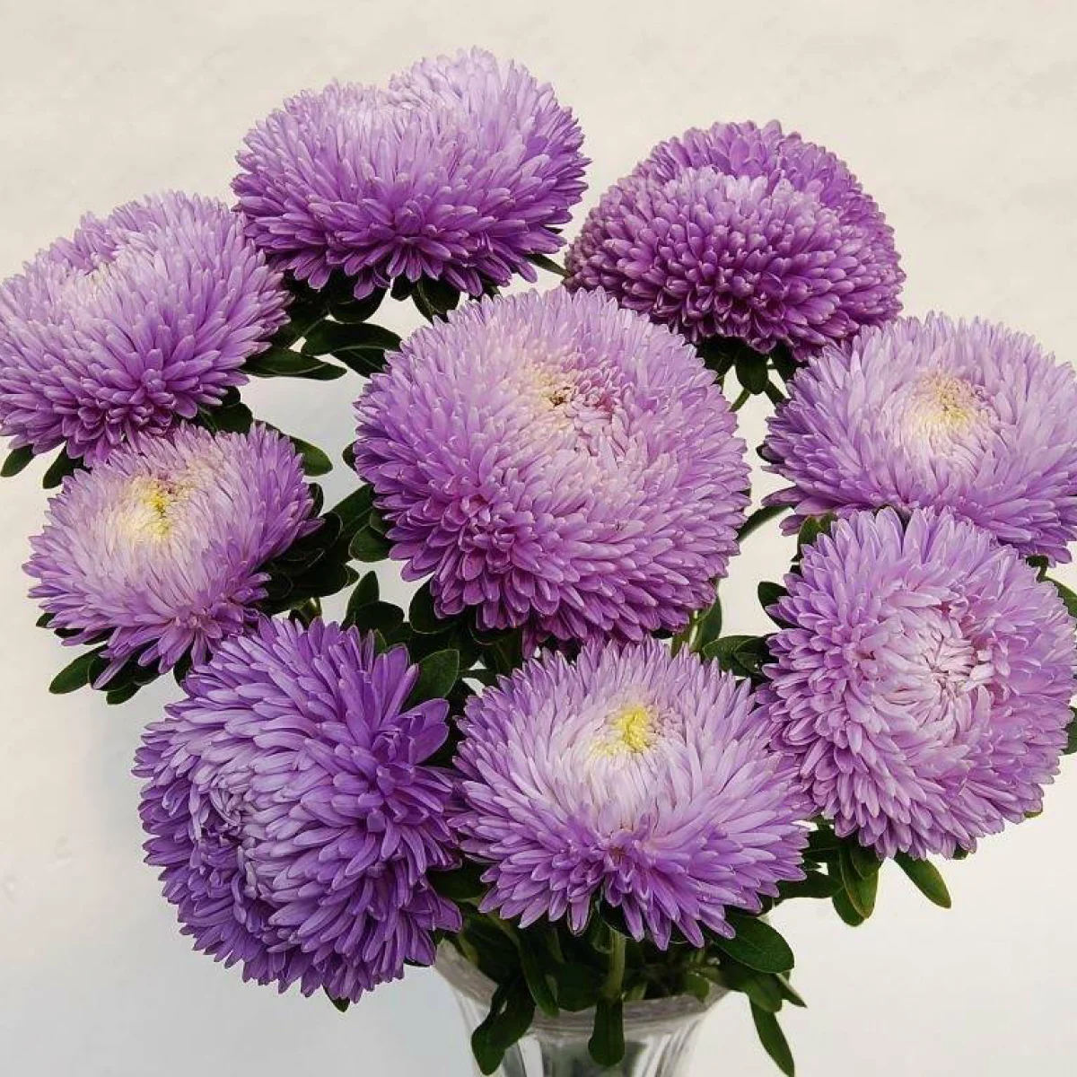 Айстра ‘Balloon Silver Blue’ (Callistephus chinensis)