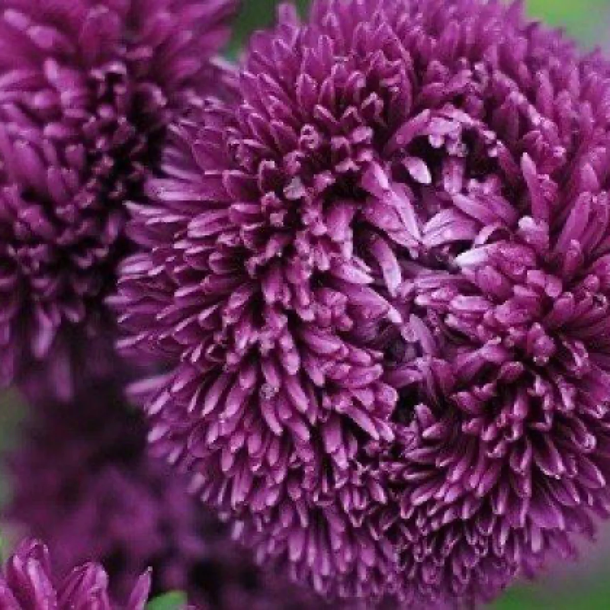 Айстра ‘Balloon Violet’ (Callistephus chinensis)