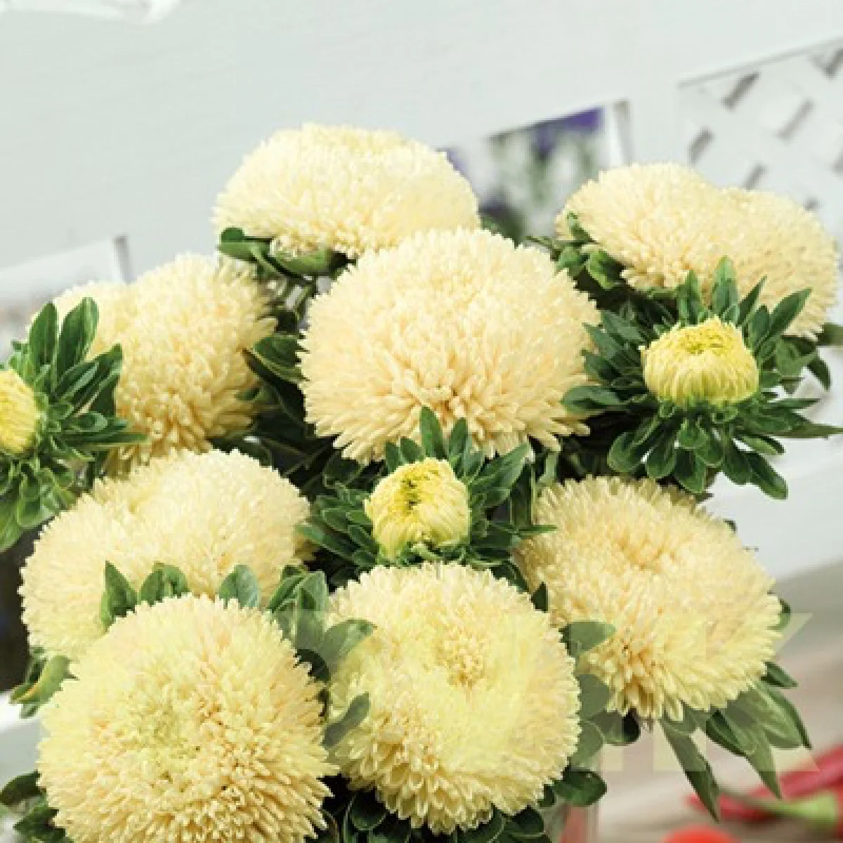 Айстра ‘Balloon Yellow’ (Callistephus chinensis)