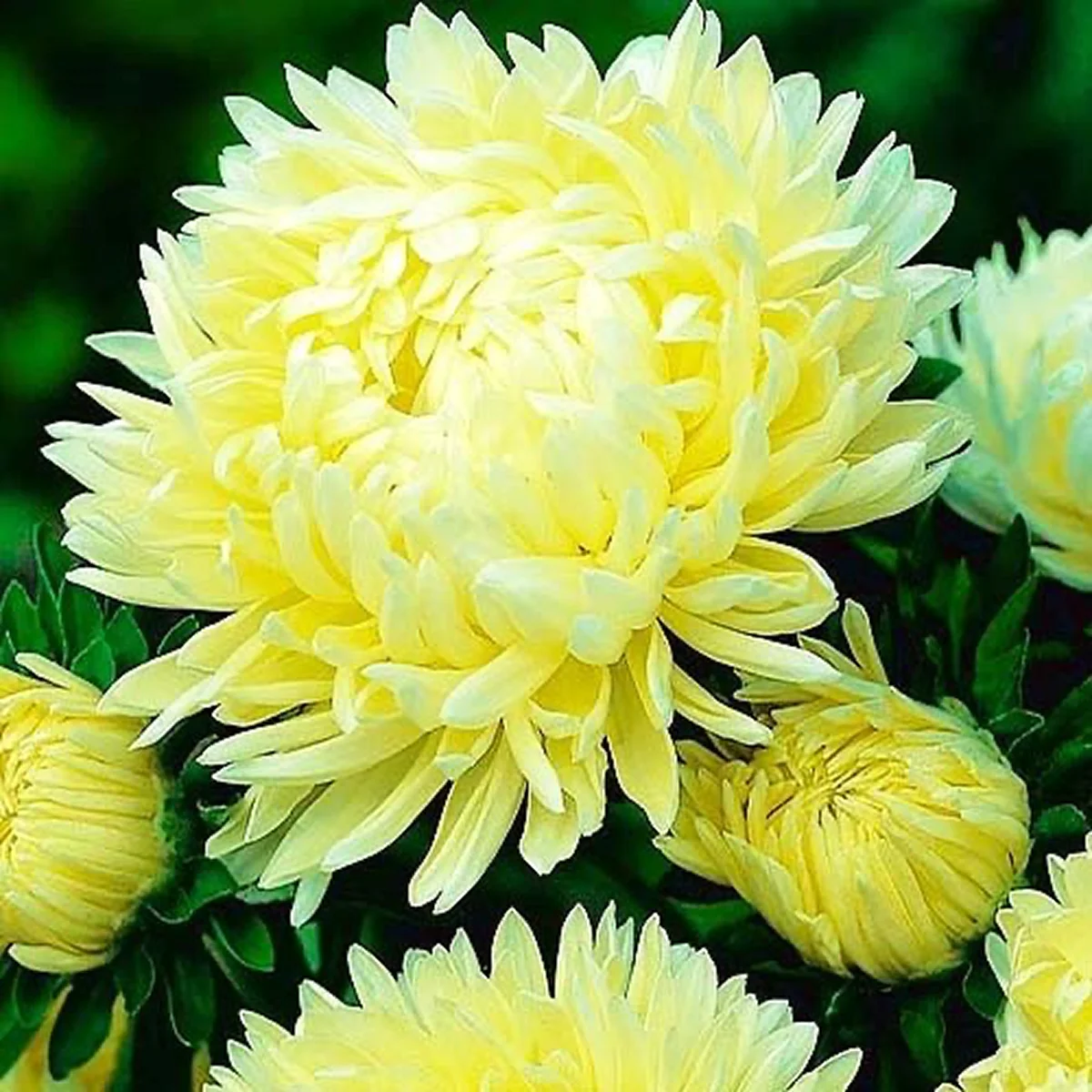 Айстра ‘Golden Tower’ (Callistephus chinensis)