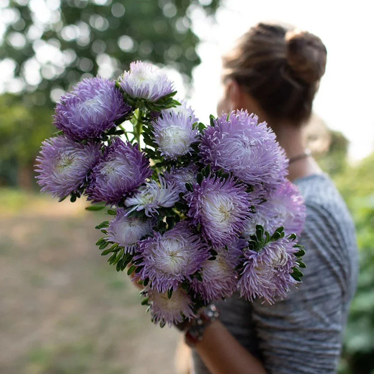 Айстра ‘Juwel Ametrin Lavender’ (Callistephus chinensis)
