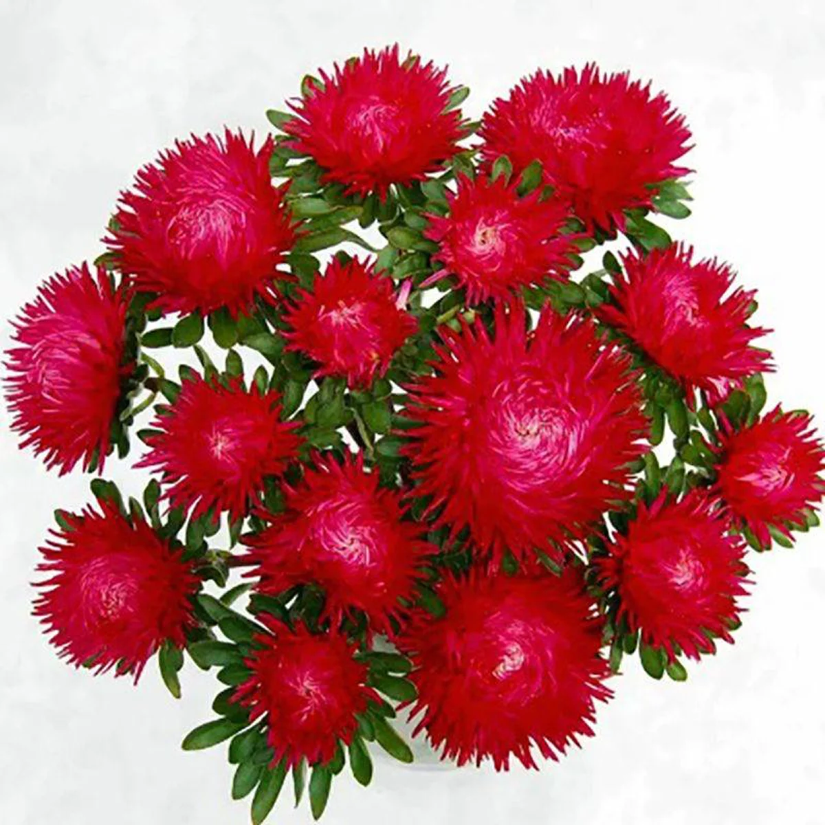 Айстра ‘Juwel Ametrin Scarlet’ (Callistephus chinensis)