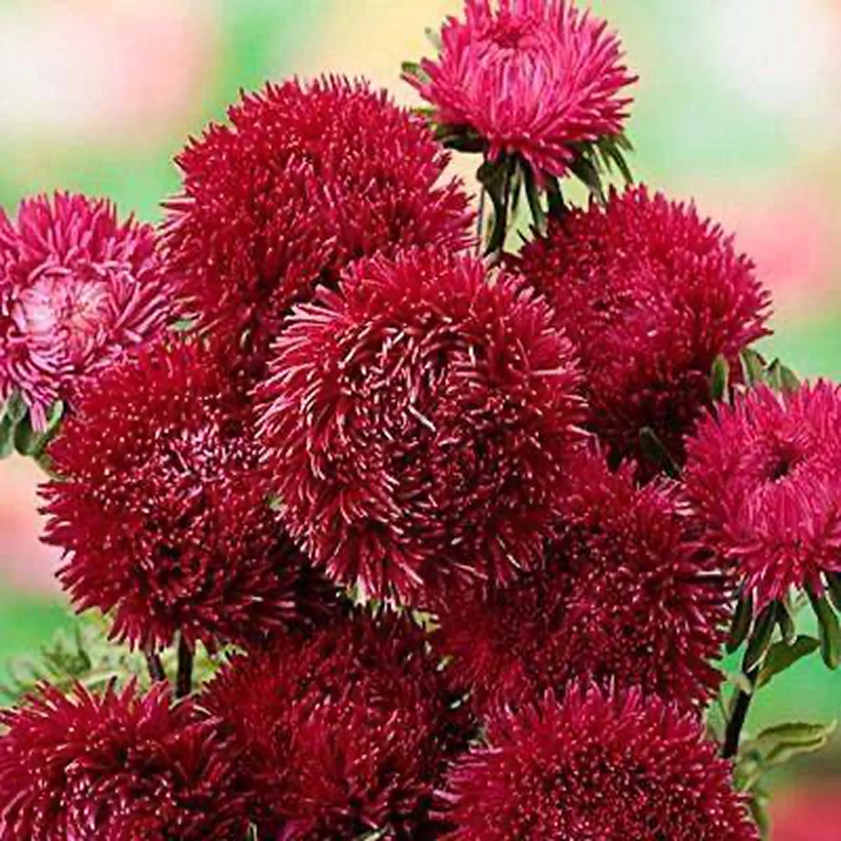 Айстра ‘Juwel Light Carmine’ (Callistephus chinensis)