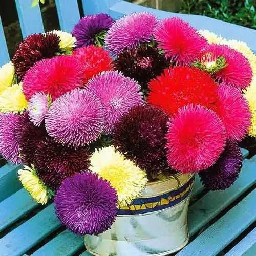 Айстра ‘Juwel Mix’ (Callistephus chinensis)