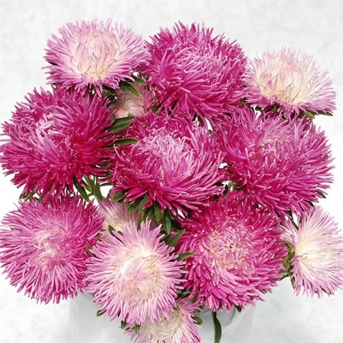 Айстра ‘Juwel Rose’ (Callistephus chinensis)