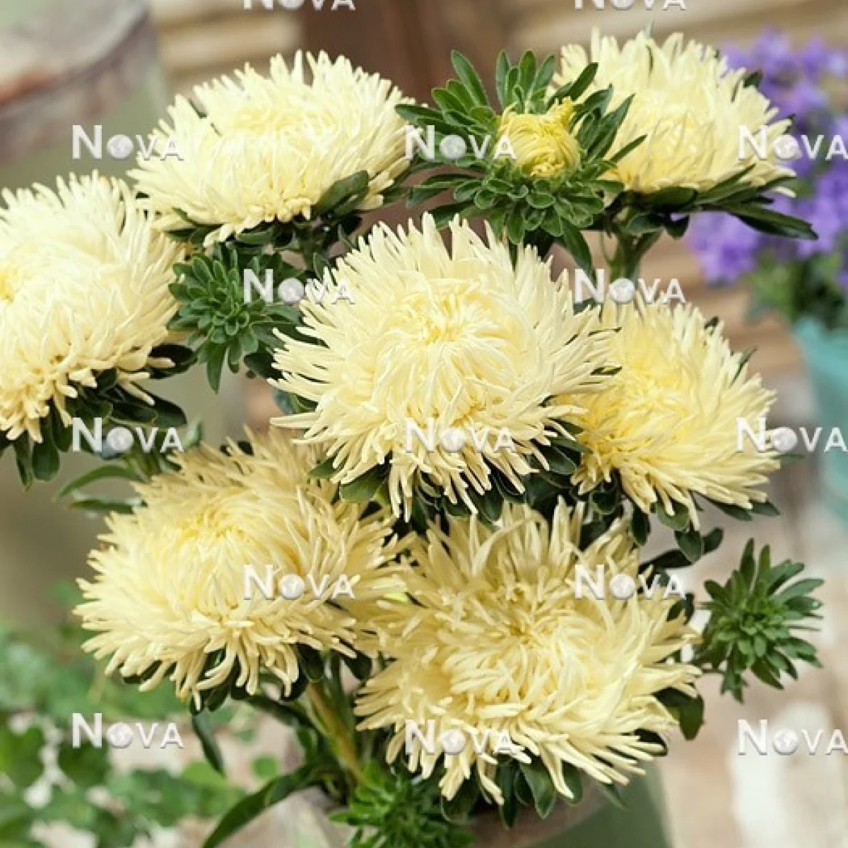 Айстра ‘Juwel Yellow’ (Callistephus chinensis)