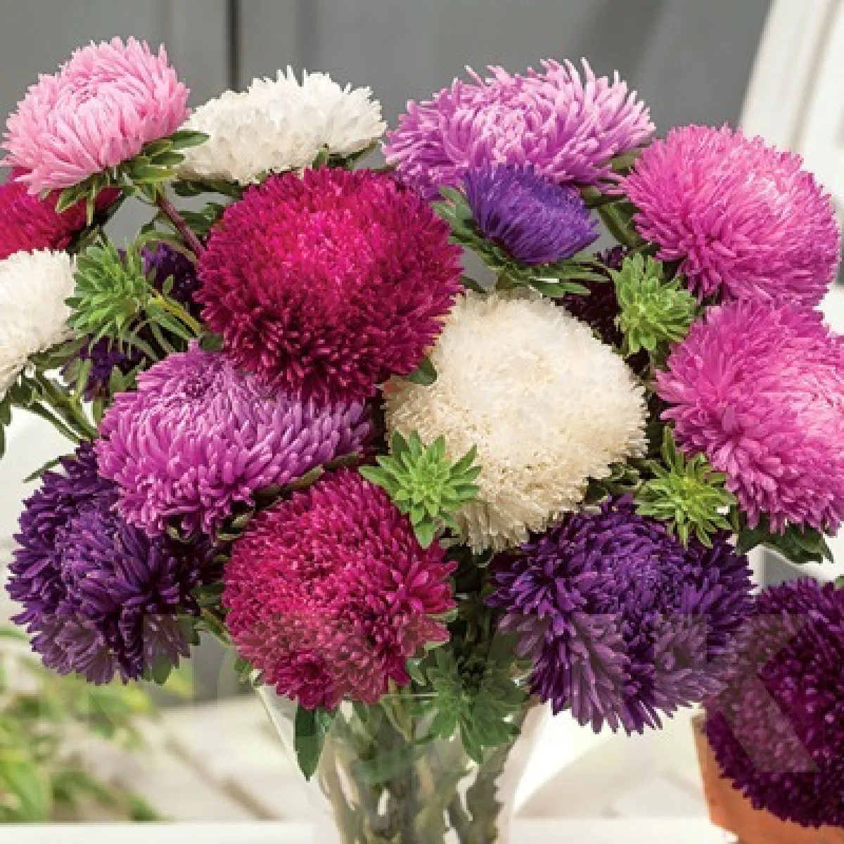 Айстра ‘Syringa Mix’ (Callistephus chinensis)