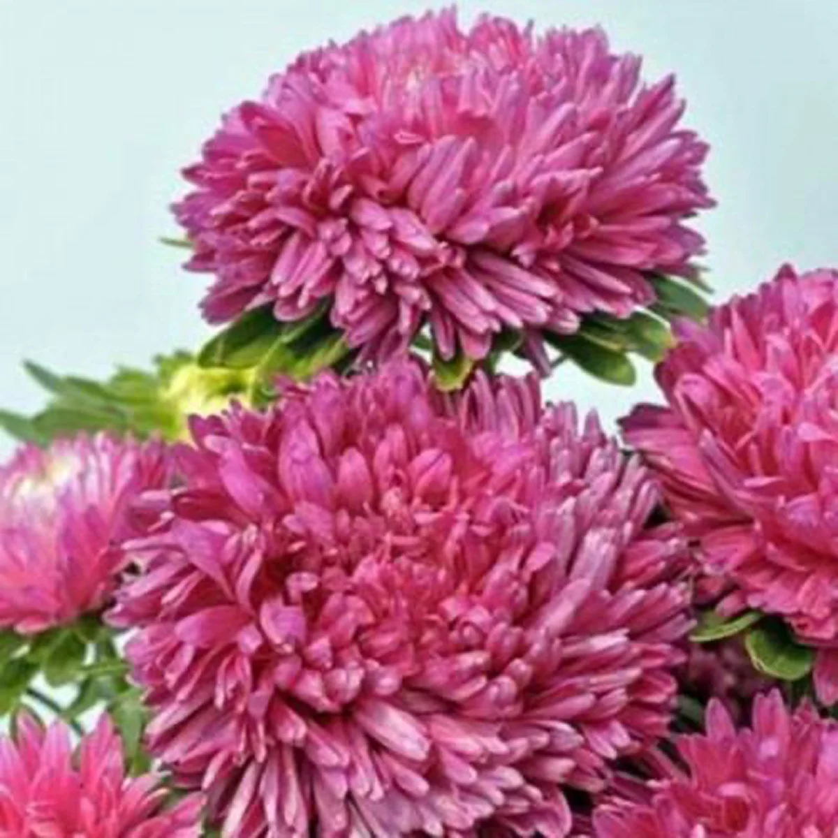 Айстра ‘Syringa Pink’ (Callistephus chinensis)