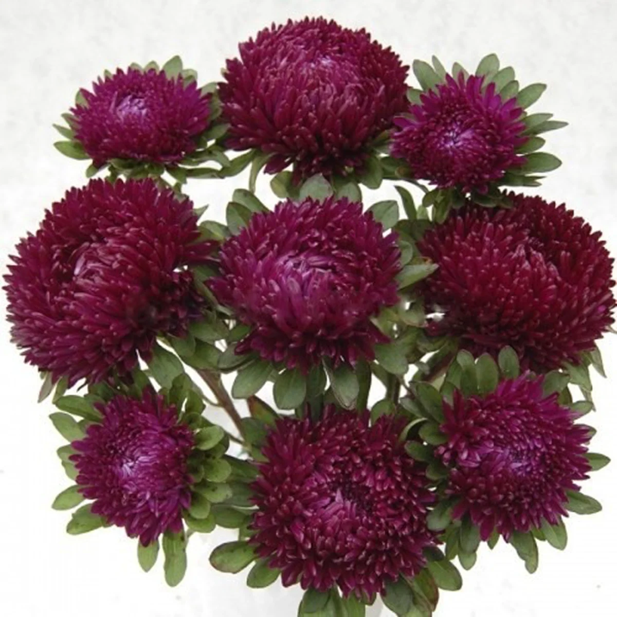 Айстра ‘Syringa Purple’ (Callistephus chinensis)