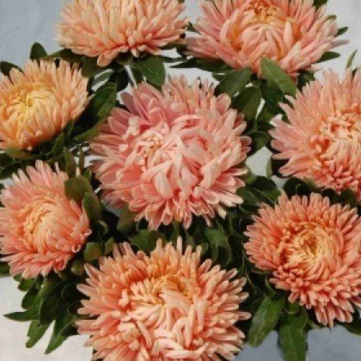 Айстра ‘Syringa Salmon Margonit’ (Callistephus chinensis)