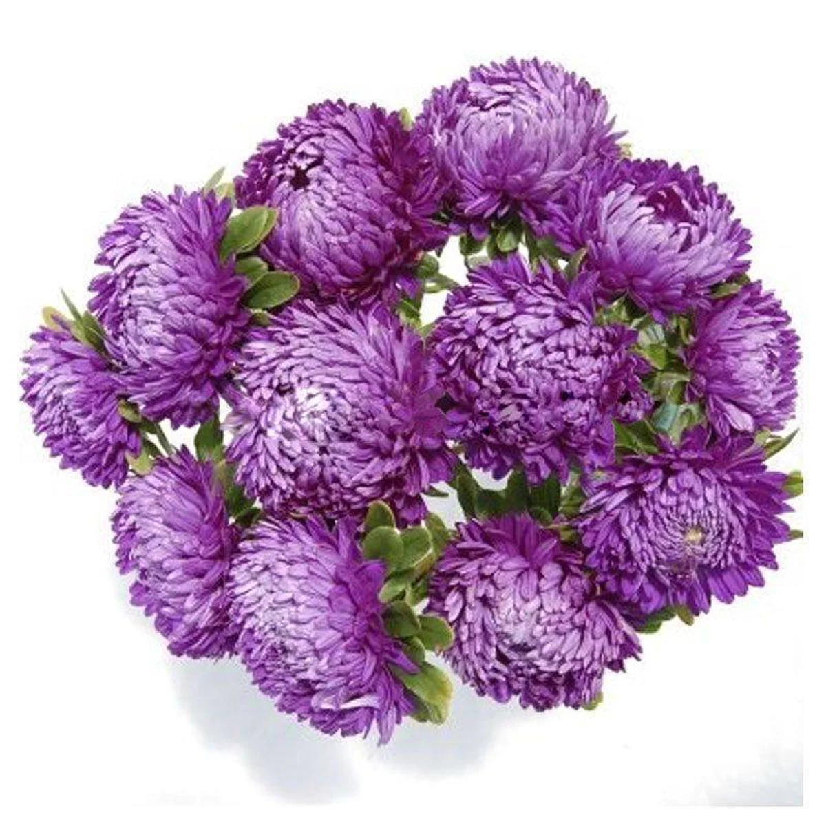 Айстра ‘Syringa Violet’ (Callistephus chinensis)