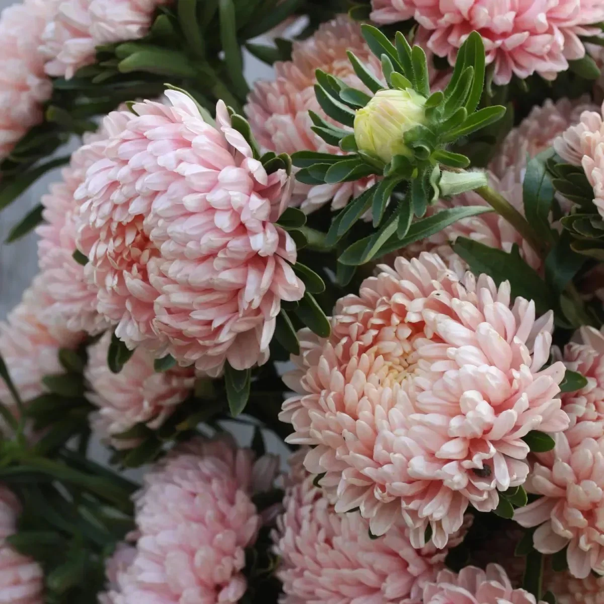 Айстра ‘Tower Champagne’ (Callistephus chinensis)