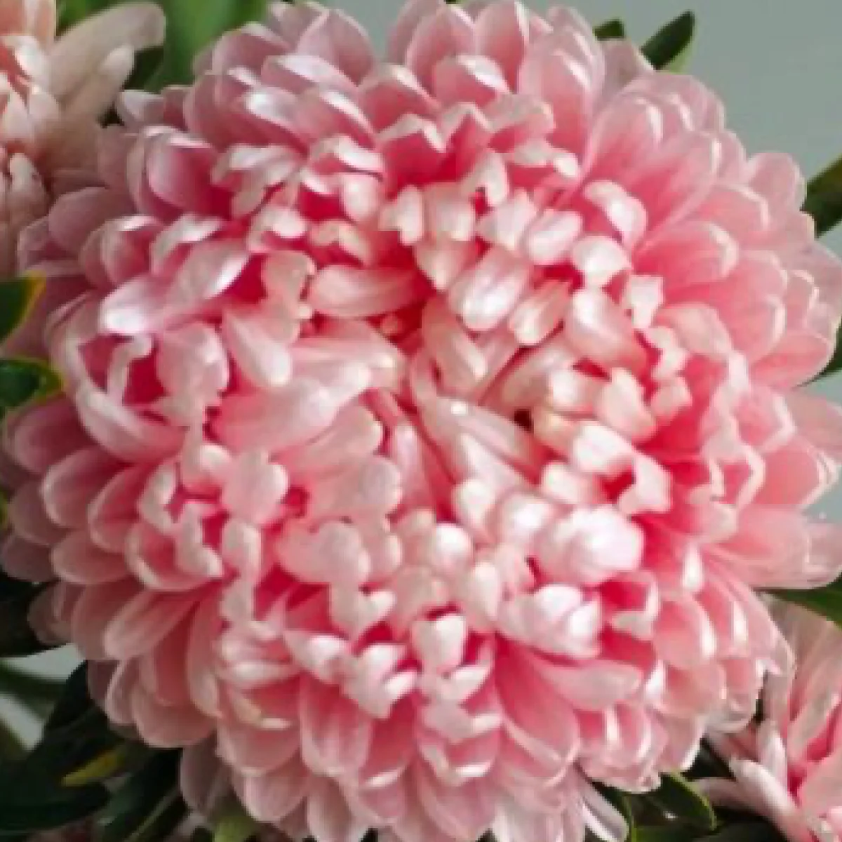 Айстра ‘Tower Cream-Pink’ (Callistephus chinensis)