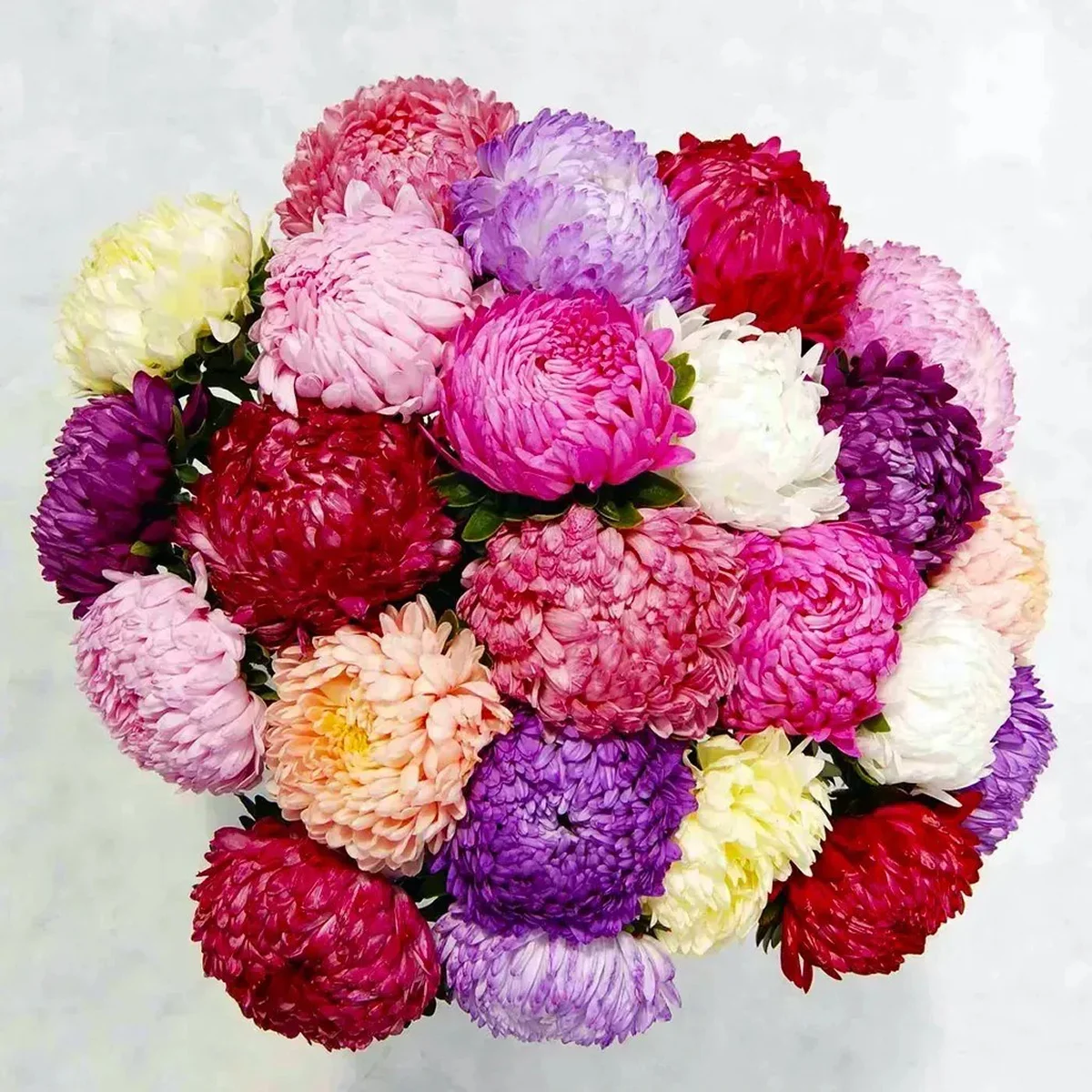 Айстра ‘Tower MIX’ (Callistephus chinensis)