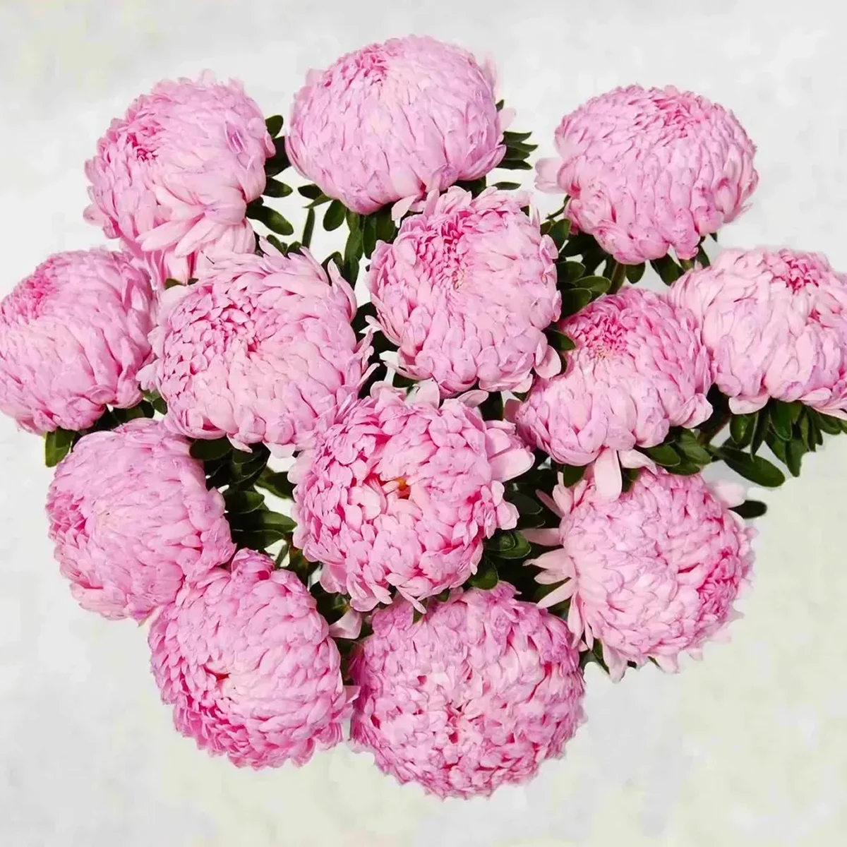 Айстра ‘Tower Pink’ (Callistephus chinensis)